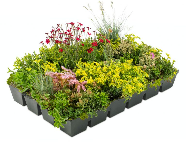 Sedum Samen Mix Für Dachbegrünung – 3 M² Fläche | Winterhart & Trockenresistent | Heimisches Saatgut