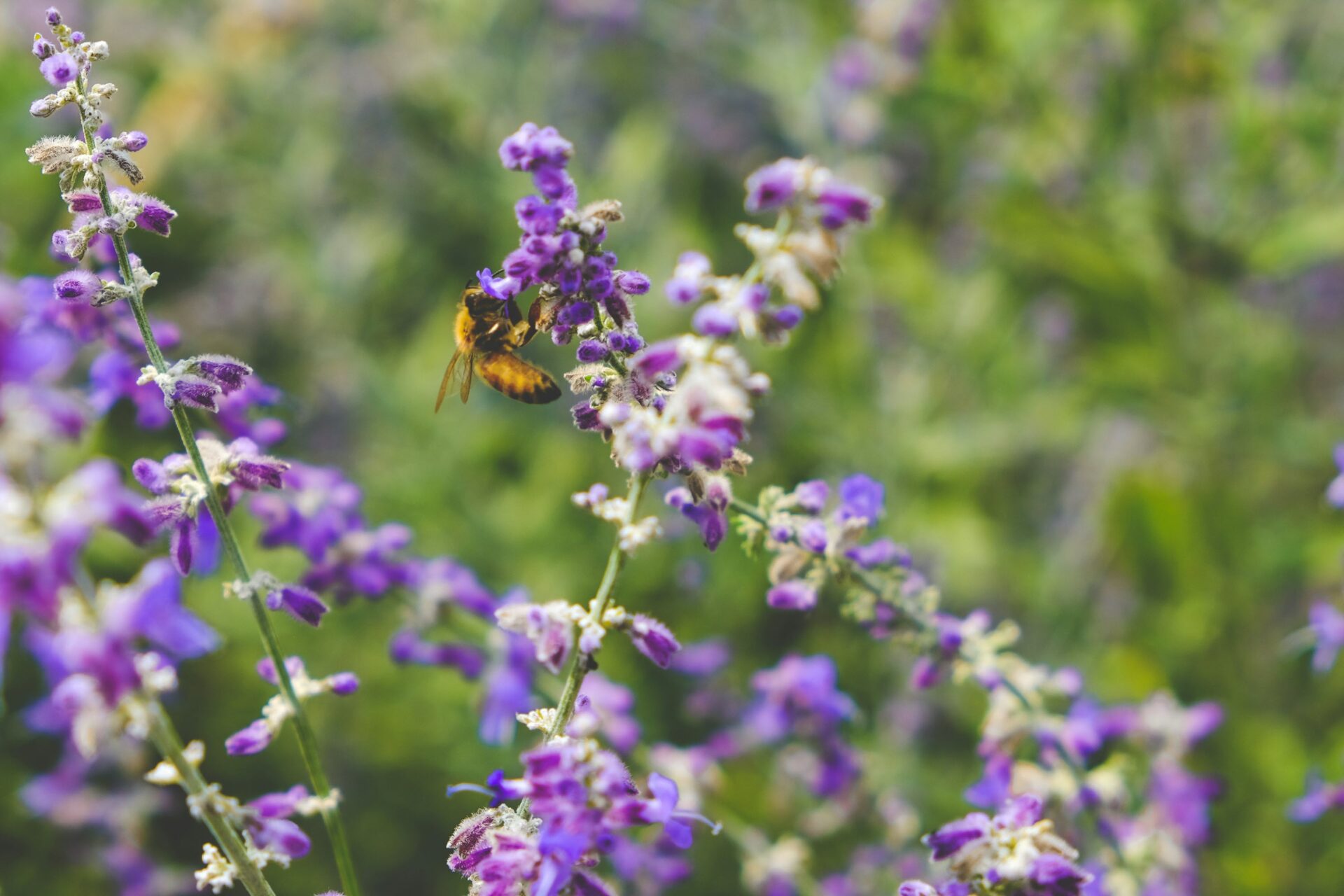 Urbane Artenvielfalt mit einem Biodiversitätsdach